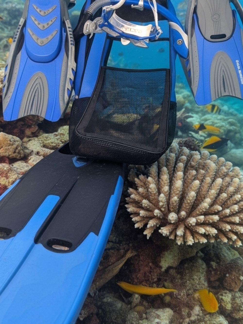 SNORKELING GEAR Men's or Women Dive Fins with Adjustable Foot Pocket, Goggles